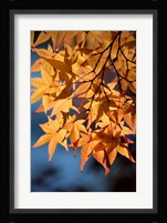 Autumn maples on grounds of Hiroshima Castle, Japan Fine Art Print