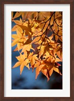 Autumn maples on grounds of Hiroshima Castle, Japan Fine Art Print