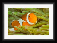 False Clown Anemonefish, Raja Ampat Region of Papua, Indonesia Fine Art Print