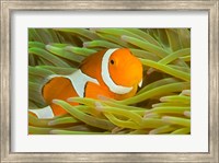 False Clown Anemonefish, Raja Ampat Region of Papua, Indonesia Fine Art Print