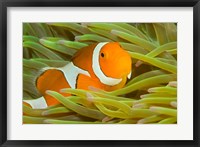 False Clown Anemonefish, Raja Ampat Region of Papua, Indonesia Fine Art Print