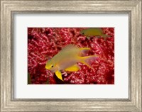 Golden Damselfish, Gorgonian Sea Fan, Indonesia Fine Art Print