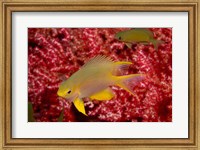 Golden Damselfish, Gorgonian Sea Fan, Indonesia Fine Art Print