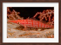 Longnose Hawkfish, Banda Sea, Indonesia Fine Art Print