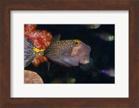 Spotted Boxfish, Banda Sea, Indonesia Fine Art Print