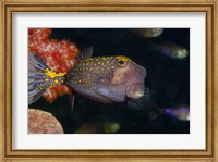 Spotted Boxfish, Banda Sea, Indonesia Fine Art Print