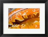 Thorny Oyster Mantle Detail and Eyes, Banda Sea, Indonesia Fine Art Print