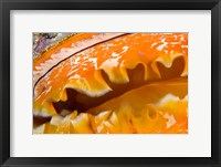 Thorny Oyster Mantle Detail and Eyes, Banda Sea, Indonesia Fine Art Print