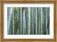 Bamboo Forest, Kyoto, Japan Fine Art Print
