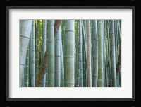 Bamboo Forest, Kyoto, Japan Fine Art Print