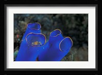 Crab Peeking From Tunicate, Irian Jaya, Indonesia Fine Art Print