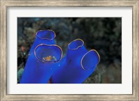 Crab Peeking From Tunicate, Irian Jaya, Indonesia Fine Art Print