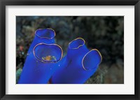 Crab Peeking From Tunicate, Irian Jaya, Indonesia Fine Art Print