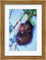 Baby Orangutan, Tanjung Putting National Park, Indonesia Fine Art Print