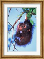 Baby Orangutan, Tanjung Putting National Park, Indonesia Fine Art Print