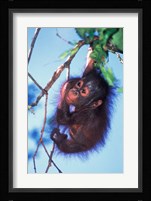 Baby Orangutan, Tanjung Putting National Park, Indonesia Fine Art Print