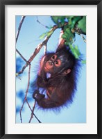 Baby Orangutan, Tanjung Putting National Park, Indonesia Fine Art Print