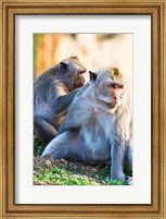 Bali, Indonesia, monkeys run in the Uluwatu temple Fine Art Print
