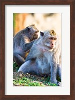 Bali, Indonesia, monkeys run in the Uluwatu temple Fine Art Print