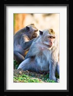 Bali, Indonesia, monkeys run in the Uluwatu temple Fine Art Print