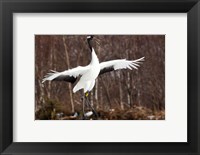 Japanese crane, Hokkaido, Japan Fine Art Print