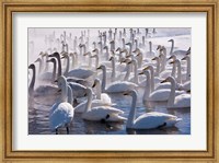 Whooper swans, Hokkaido, Japan Fine Art Print