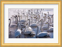 Whooper swans, Hokkaido, Japan Fine Art Print