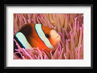 Anemonefish, Scuba Diving, Tukang Besi, Indonesia Fine Art Print