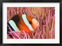Anemonefish, Scuba Diving, Tukang Besi, Indonesia Fine Art Print