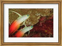 Fire Dartfish, Banda Sea, Indonesia Fine Art Print