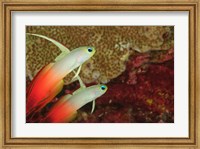 Fire Dartfish, Banda Sea, Indonesia Fine Art Print
