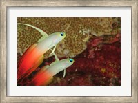 Fire Dartfish, Banda Sea, Indonesia Fine Art Print