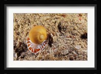 Moon Shell, Papua, Indonesia Fine Art Print