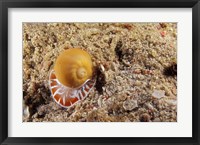 Moon Shell, Papua, Indonesia Fine Art Print