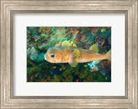 Pufferfish, Scuba Diving, Tukang Besi, Indonesia Fine Art Print