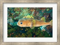 Pufferfish, Scuba Diving, Tukang Besi, Indonesia Fine Art Print