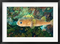 Pufferfish, Scuba Diving, Tukang Besi, Indonesia Fine Art Print