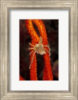 Commensul Crab on Soft Coral, Indonesia Fine Art Print