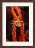 Commensul Crab on Soft Coral, Indonesia Fine Art Print