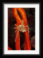 Commensul Crab on Soft Coral, Indonesia Fine Art Print