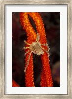 Commensul Crab on Soft Coral, Indonesia Fine Art Print