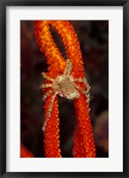 Commensul Crab on Soft Coral, Indonesia Fine Art Print