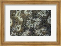 Coral Polyps Feeding, Papua, Indonesia Fine Art Print