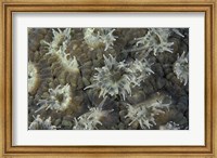 Coral Polyps Feeding, Papua, Indonesia Fine Art Print