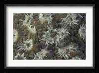 Coral Polyps Feeding, Papua, Indonesia Fine Art Print