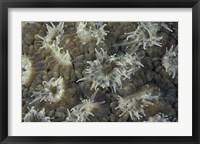 Coral Polyps Feeding, Papua, Indonesia Fine Art Print