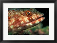 Lizardfish, Indonesia Fine Art Print
