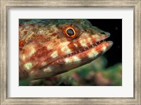 Lizardfish, Indonesia Fine Art Print