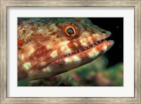 Lizardfish, Indonesia Fine Art Print