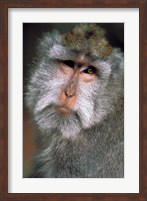 Long Tailed Macaques, Sacred Monkey Forest, Ubud, Bali, Indonesia Fine Art Print